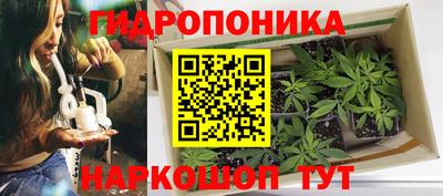 шишки Канаш